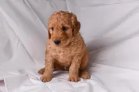 Ranger, a male Goldendoodle for sale in Sheridan, MI – Photo 4 of 8