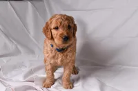 Ranger, a male Goldendoodle for sale in Sheridan, MI – Photo 3 of 8