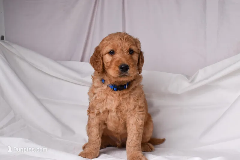 Ranger, a male Goldendoodle for sale in Sheridan, MI – Photo 1 of 8