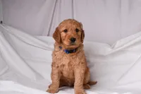 Ranger, a male Goldendoodle for sale in Sheridan, MI – Photo 1 of 8
