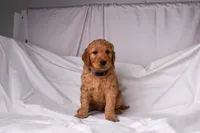 Ranger, a male Goldendoodle for sale in Sheridan, MI – Photo 2 of 8