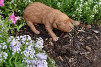 Remy, a male Goldendoodle for sale in Sheridan, MI – Photo 3 of 5