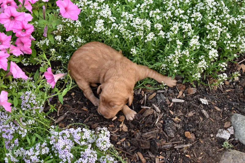 Remy, a male Goldendoodle for sale in Sheridan, MI – Photo 1 of 5