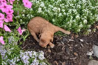 Remy, a male Goldendoodle for sale in Sheridan, MI – Photo 1 of 5