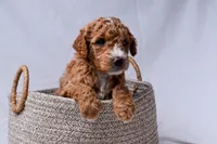 Aria, a female Miniature Goldendoodle for sale in Sheridan, MI – Photo 4 of 6