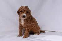 Aria, a female Miniature Goldendoodle for sale in Sheridan, MI – Photo 3 of 6