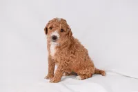 Aria, a female Miniature Goldendoodle for sale in Sheridan, MI – Photo 6 of 6