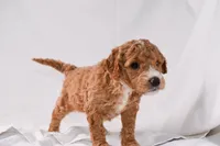 Aria, a female Miniature Goldendoodle for sale in Sheridan, MI – Photo 2 of 6