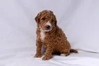 Aria, a female Miniature Goldendoodle for sale in Sheridan, MI – Photo 5 of 6