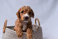 Aria, a female Miniature Goldendoodle for sale in Sheridan, MI – Photo 1 of 6