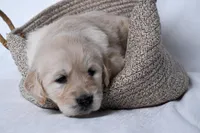 Gemma, a female Golden Retriever for sale in Sheridan, MI – Photo 2 of 4