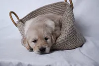 Gemma, a female Golden Retriever for sale in Sheridan, MI – Photo 4 of 4