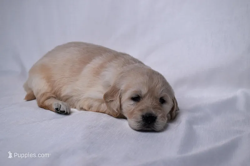 Gemma, a female Golden Retriever for sale in Sheridan, MI – Photo 1 of 4