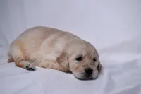 Gemma, a female Golden Retriever for sale in Sheridan, MI – Photo 3 of 4