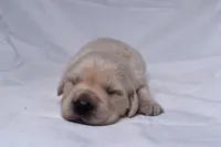 Teddy, a male Golden Retriever for sale in Sheridan, MI – Photo 6 of 9