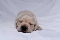 Teddy, a male Golden Retriever for sale in Sheridan, MI – Photo 5 of 9