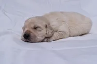 Teddy, a male Golden Retriever for sale in Sheridan, MI – Photo 4 of 9