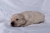 Teddy, a male Golden Retriever for sale in Sheridan, MI – Photo 2 of 9