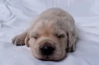 Teddy, a male Golden Retriever for sale in Sheridan, MI – Photo 7 of 9