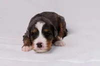 Storm, a female Miniature Bernedoodle for sale in Sheridan, MI – Photo 7 of 9