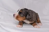 Storm, a female Miniature Bernedoodle for sale in Sheridan, MI – Photo 5 of 9