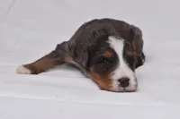 Storm, a female Miniature Bernedoodle for sale in Sheridan, MI – Photo 3 of 9