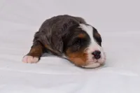 Storm, a female Miniature Bernedoodle for sale in Sheridan, MI – Photo 8 of 9