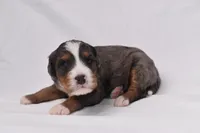 Storm, a female Miniature Bernedoodle for sale in Sheridan, MI – Photo 2 of 9