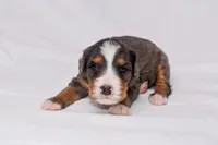 Storm, a female Miniature Bernedoodle for sale in Sheridan, MI – Photo 6 of 9