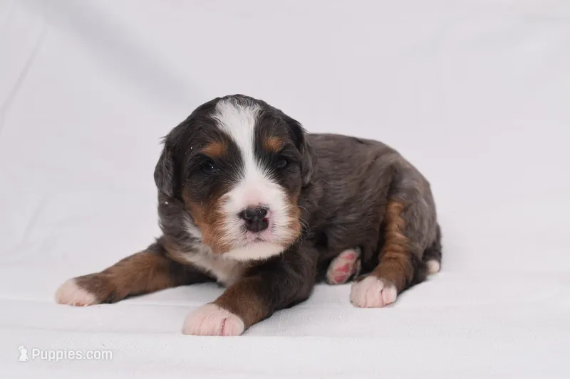 Storm, a female Miniature Bernedoodle for sale in Sheridan, MI – Photo 1 of 9