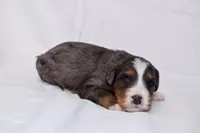 Storm, a female Miniature Bernedoodle for sale in Sheridan, MI – Photo 9 of 9