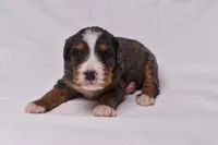 Storm, a female Miniature Bernedoodle for sale in Sheridan, MI – Photo 4 of 9