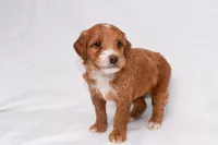 Athena, a female Miniature Goldendoodle for sale in Sheridan, MI – Photo 3 of 7