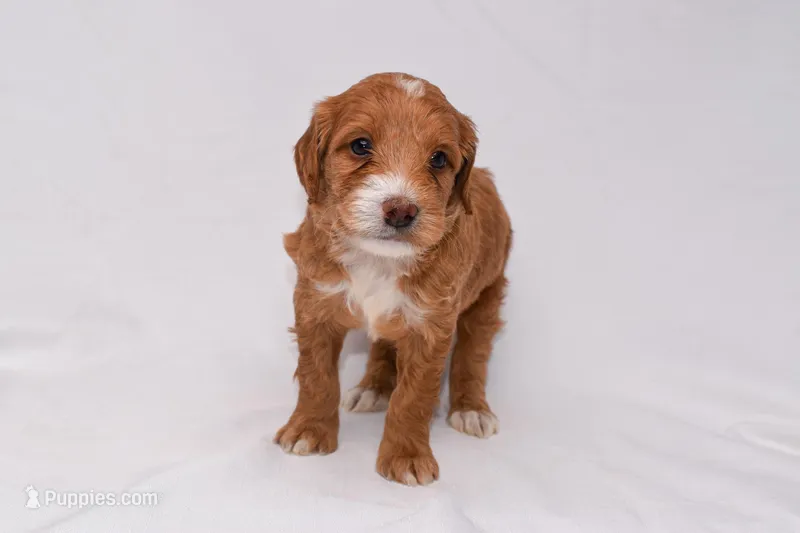 Athena, a female Miniature Goldendoodle for sale in Sheridan, MI – Photo 1 of 7