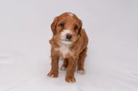 Athena, a female Miniature Goldendoodle for sale in Sheridan, MI – Photo 1 of 7