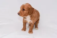 Athena, a female Miniature Goldendoodle for sale in Sheridan, MI – Photo 4 of 7