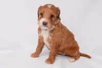 Athena, a female Miniature Goldendoodle for sale in Sheridan, MI – Photo 5 of 7