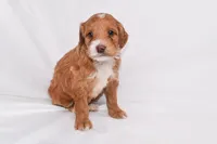 Athena, a female Miniature Goldendoodle for sale in Sheridan, MI – Photo 2 of 7