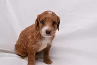 Athena, a female Miniature Goldendoodle for sale in Sheridan, MI – Photo 6 of 7