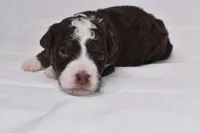 Sienna, a female Miniature Bernedoodle for sale in Sheridan, MI – Photo 7 of 10