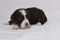 Sienna, a female Miniature Bernedoodle for sale in Sheridan, MI – Photo 6 of 10