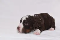 Sienna, a female Miniature Bernedoodle for sale in Sheridan, MI – Photo 5 of 10