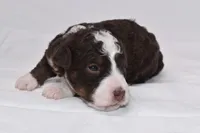 Sienna, a female Miniature Bernedoodle for sale in Sheridan, MI – Photo 3 of 10