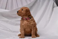 Ruby, a female Goldendoodle for sale in Sheridan, MI – Photo 2 of 10