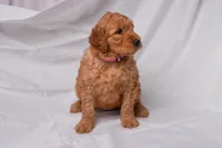 Ruby, a female Goldendoodle for sale in Sheridan, MI – Photo 6 of 10