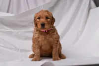 Ruby, a female Goldendoodle for sale in Sheridan, MI – Photo 5 of 10