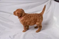 Ruby, a female Goldendoodle for sale in Sheridan, MI – Photo 4 of 10