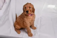Ruby, a female Goldendoodle for sale in Sheridan, MI – Photo 1 of 10