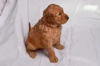 Ruby, a female Goldendoodle for sale in Sheridan, MI – Photo 3 of 10