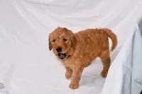Ruby, a female Goldendoodle for sale in Sheridan, MI – Photo 8 of 10